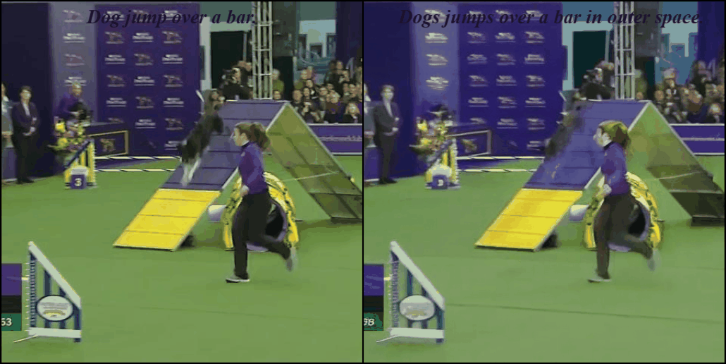 Dog competition
